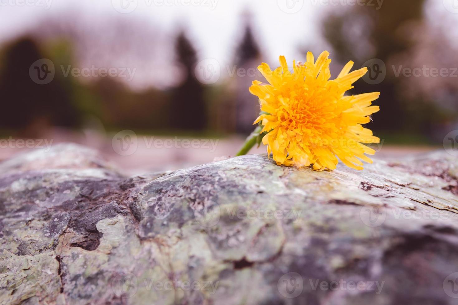 solo diente de león en una piedra en la naturaleza foto