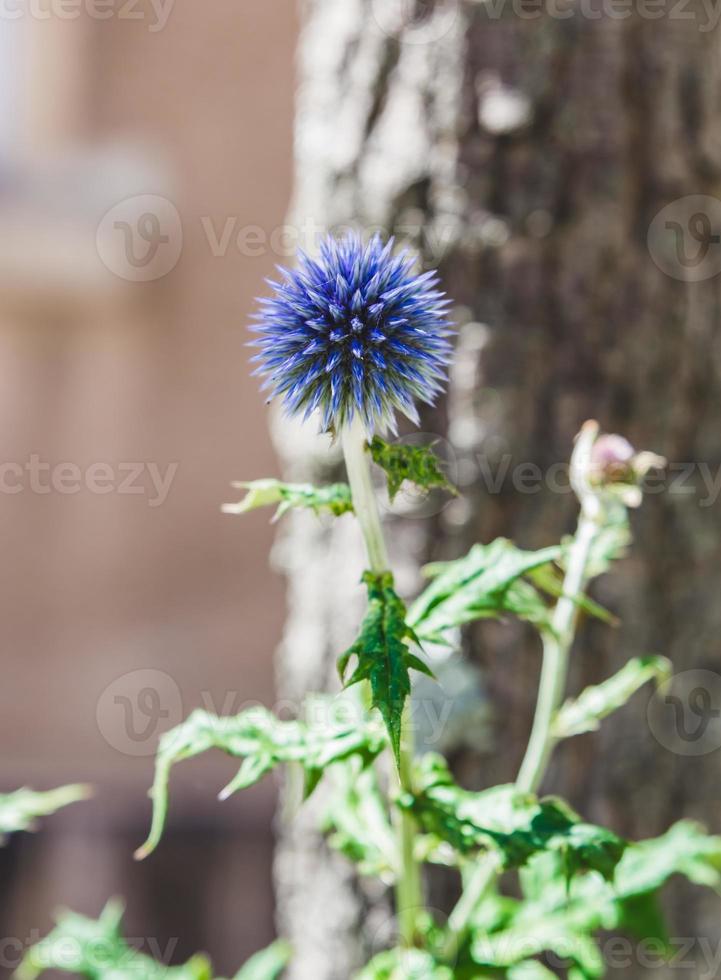 Close up of pretty, blue, spiky flower in the wild photo