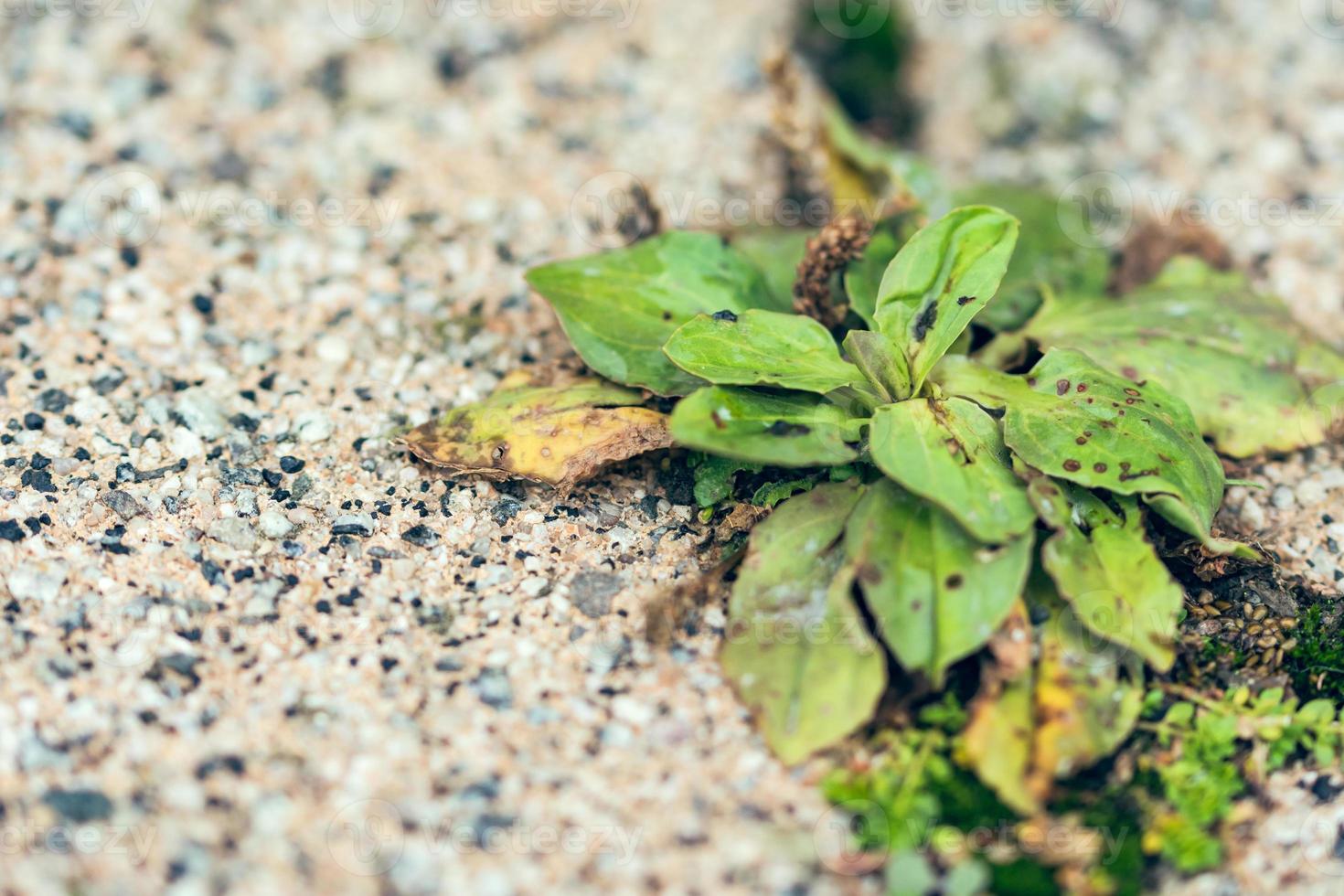 Weeds in the street photo