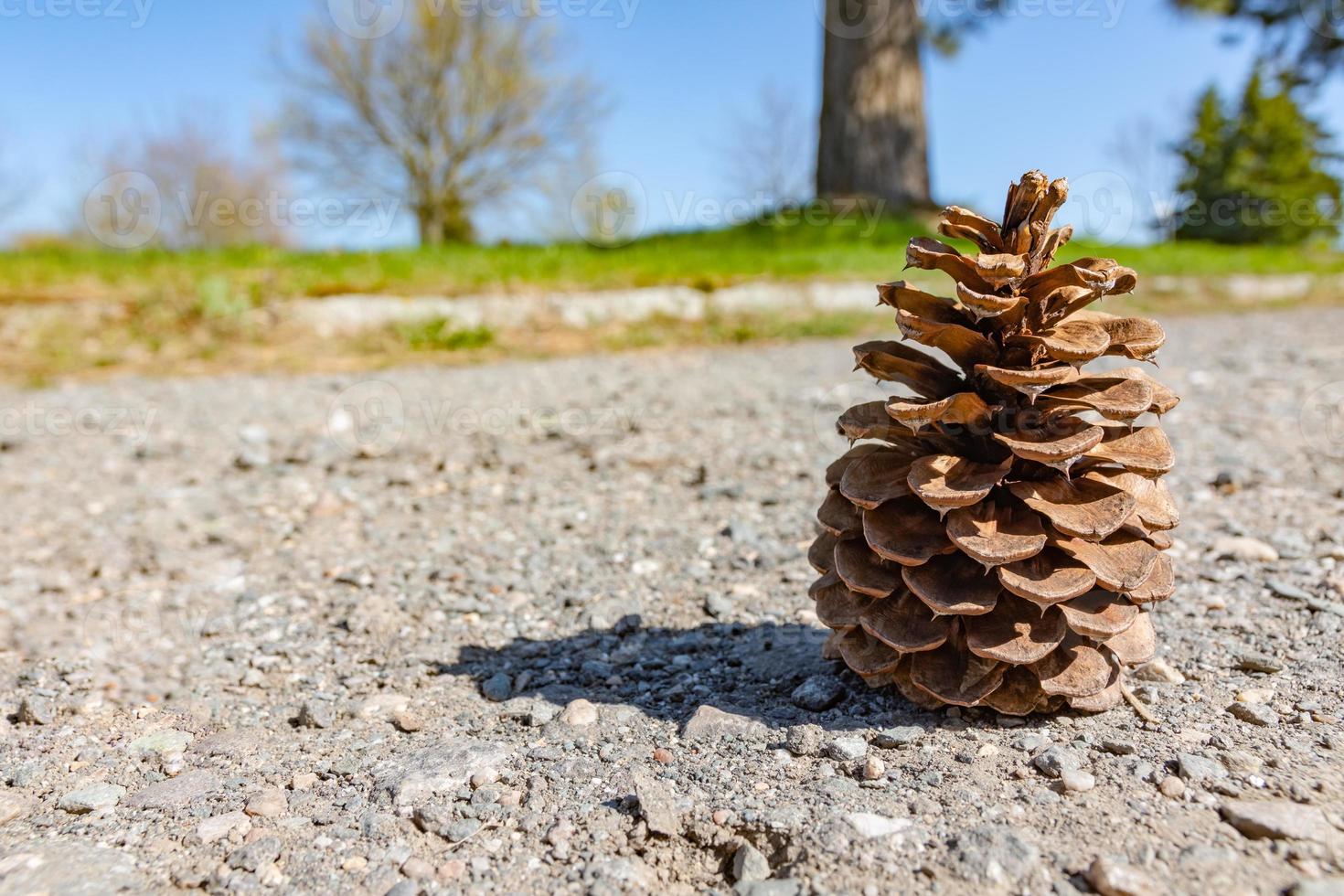 cono de pino único en una calle foto