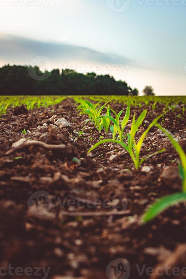 fila de brotes de hierba fresca en el campo foto