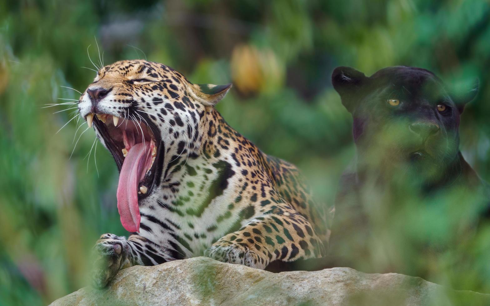 Portrait of Jaguar photo