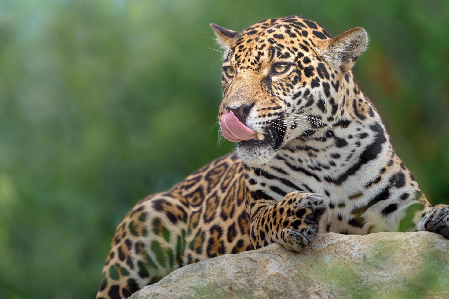 Portrait of Jaguar photo