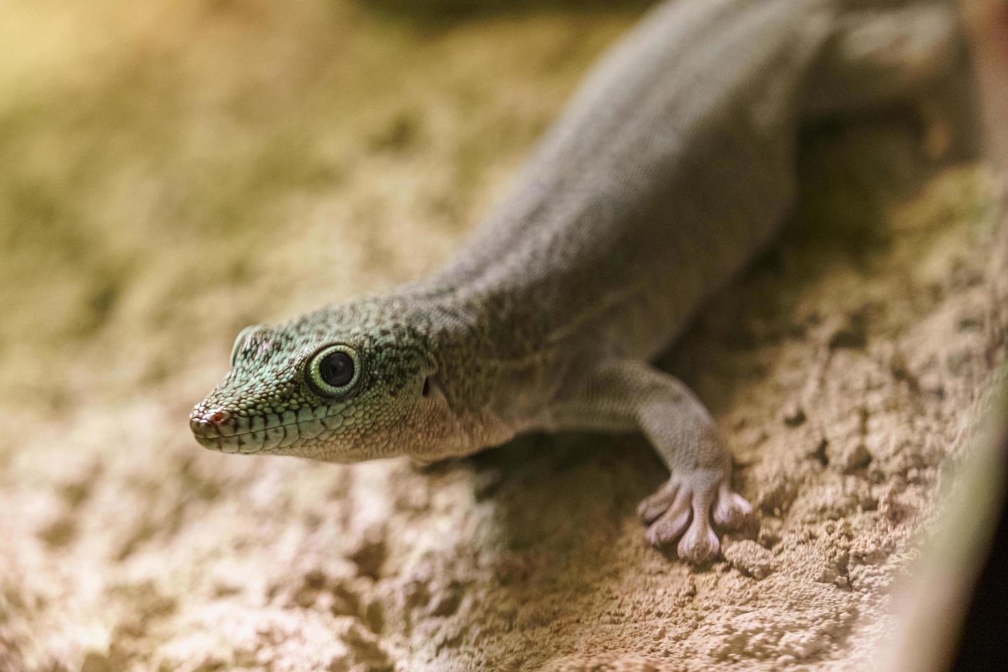 Standing's day gecko photo