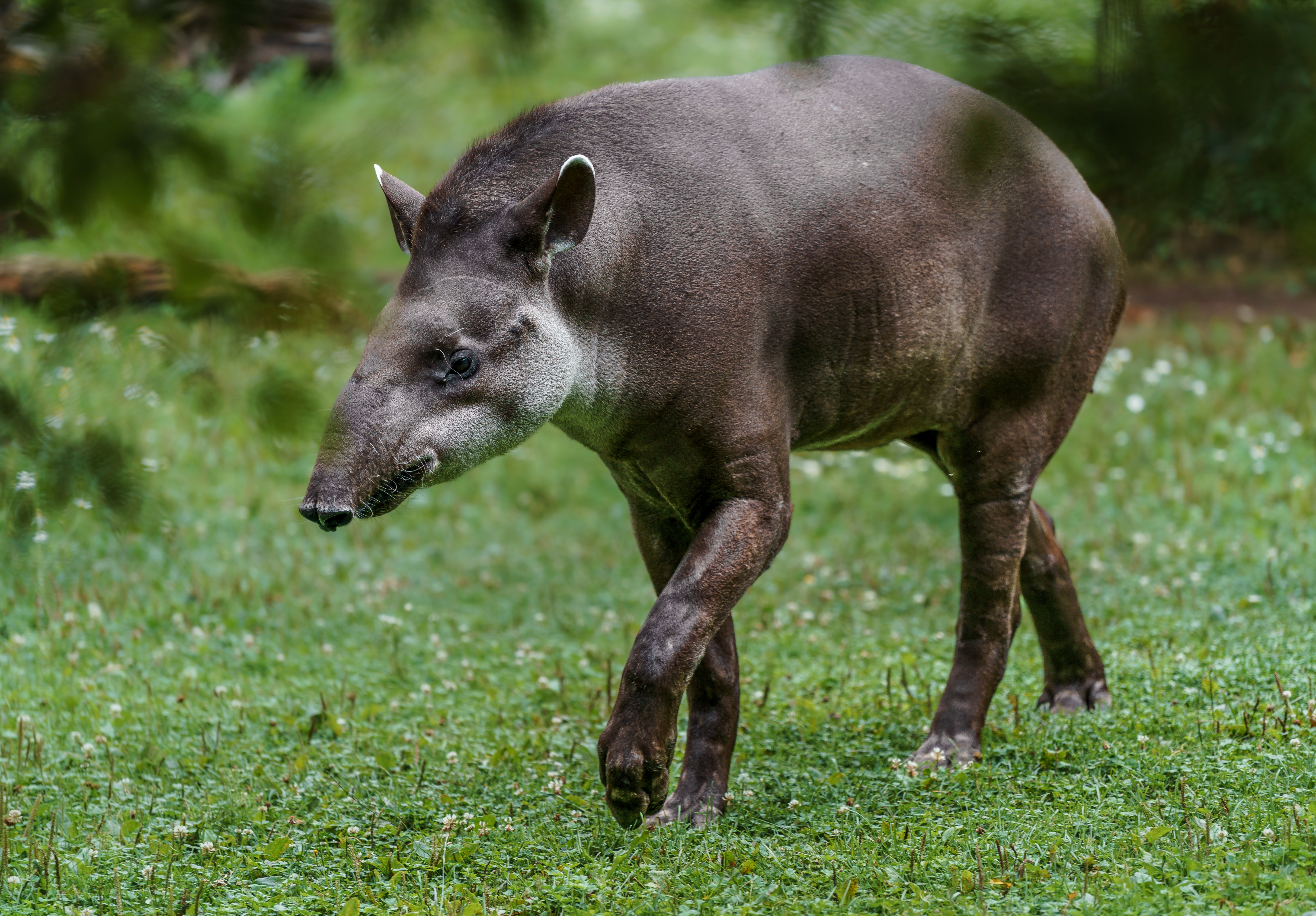 Tapir Stock Photos, Images and Backgrounds for Free Download Tapir Stock Photos, Images and Backgrounds for Free Download