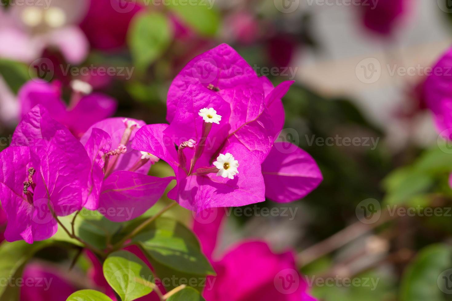 Bougainvillea is one of the ornamental plants for the yard and the branche or trees are filled with thorns photo