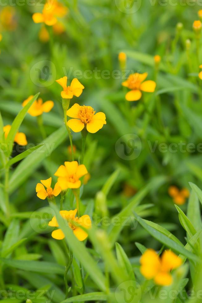 flor de caléndula amarilla foto