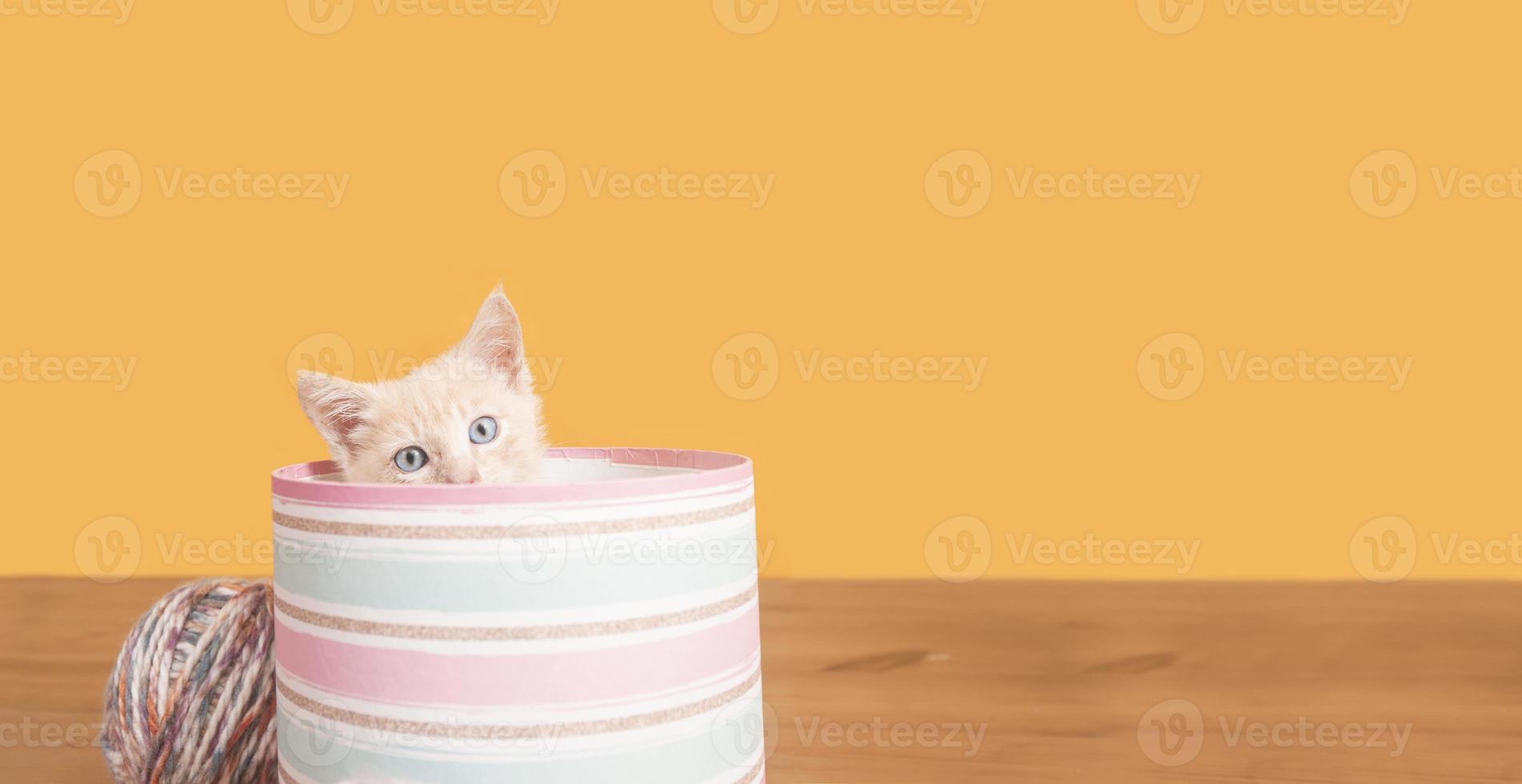 Portrait of cute baby kitten hiding inside round pink box sticking head out with balls of wool behind box photo