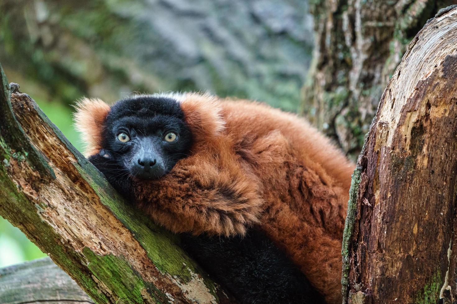 Red ruffed lemur photo