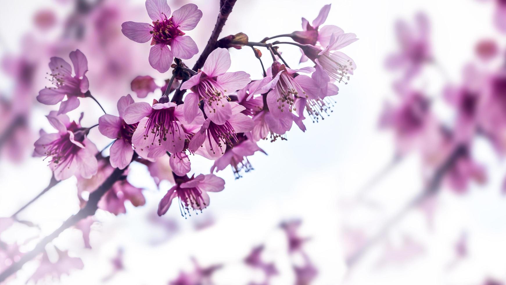 fondo naturaleza flor san valentín prunus cerasoides foto