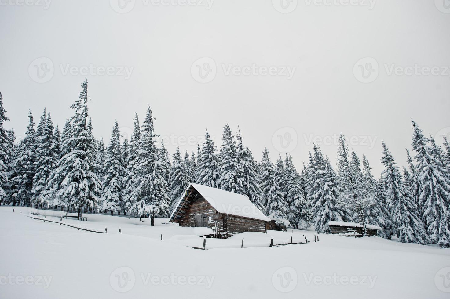 Wooden house at pine trees covered by snow on mountain Chomiak. Beautiful winter landscapes of Carpathian mountains, Ukraine. Frost nature. photo