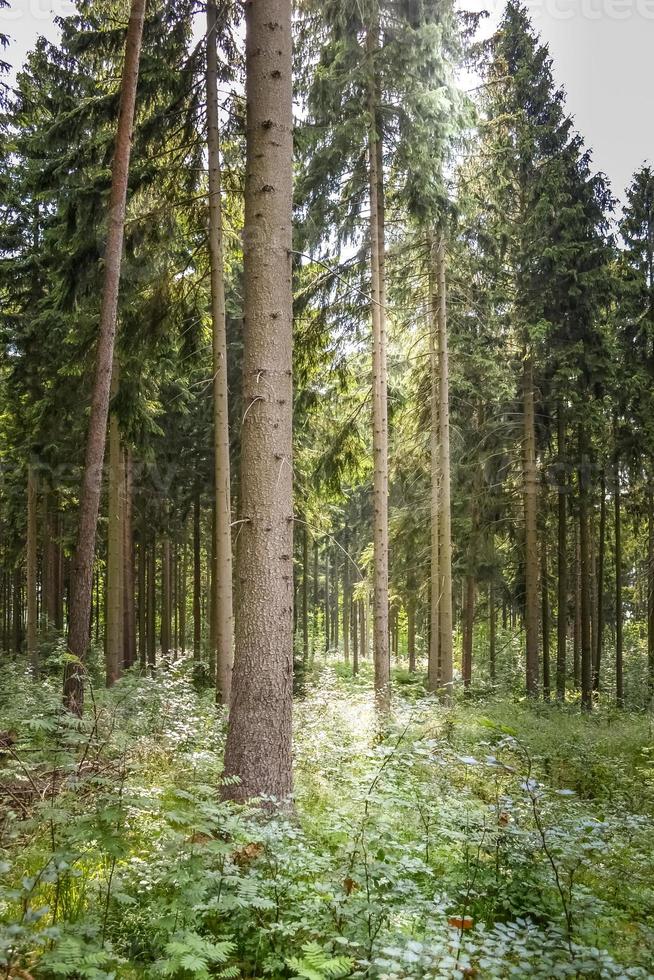 bosque de coníferas a la luz del sol foto