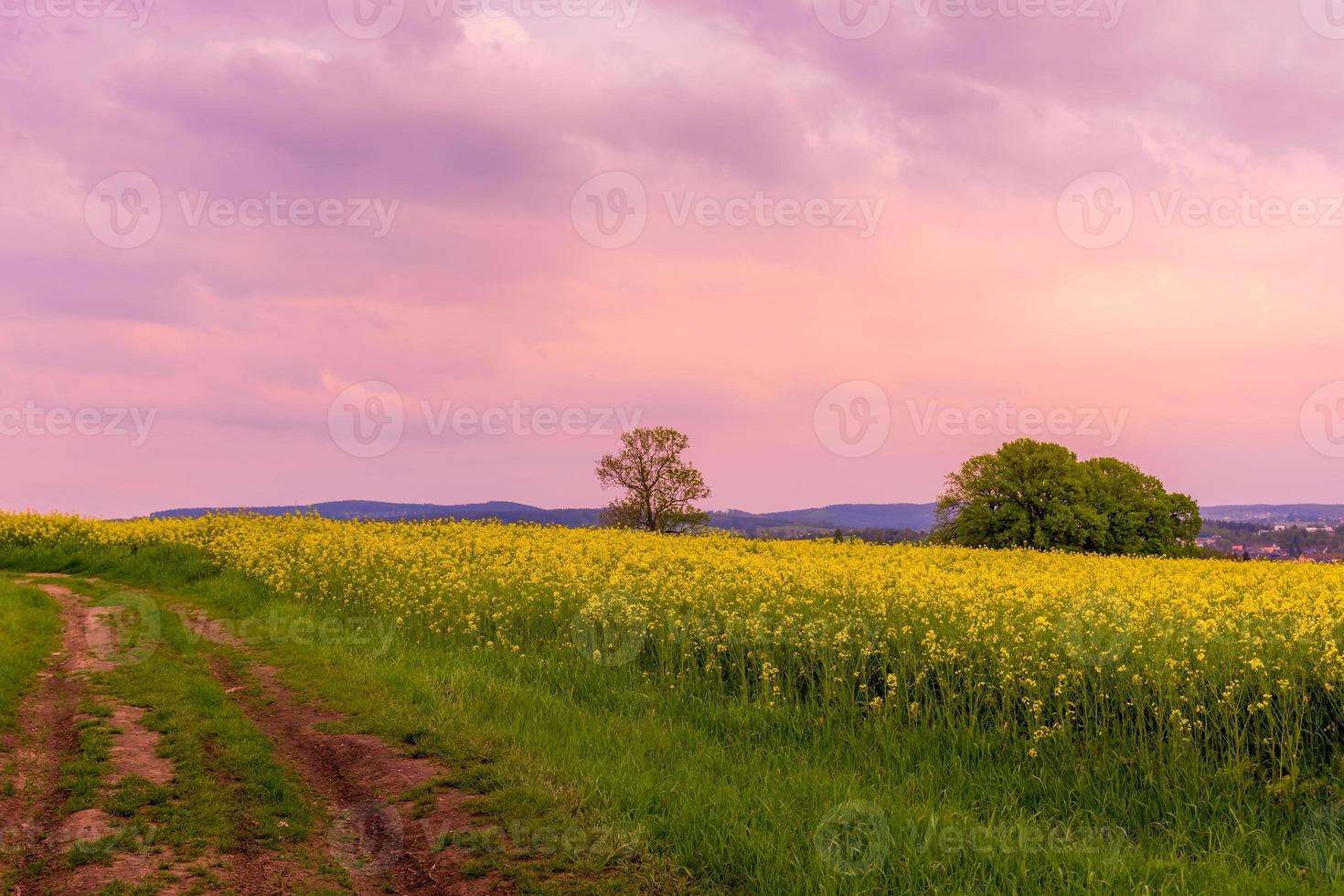puesta de sol púrpura sobre un campo de colza amarilla foto