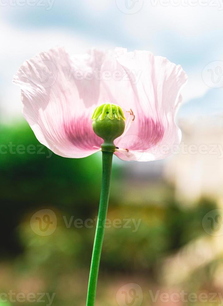 Single pink Iceland poppy showing the capsule photo