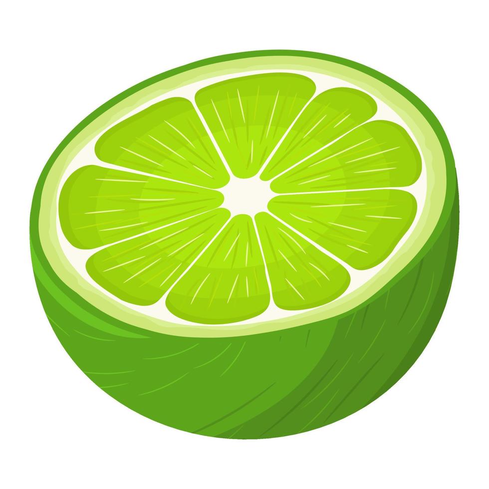 Fresh bright exotic half lime fruit isolated on white background. Summer fruits for healthy lifestyle. Organic fruit. Cartoon style. Vector illustration for any design.