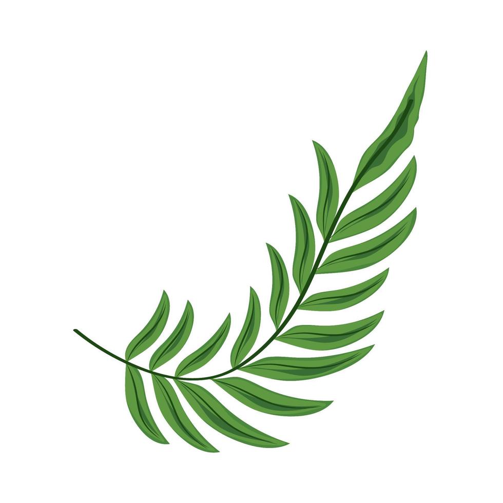 leaf palm plant vector