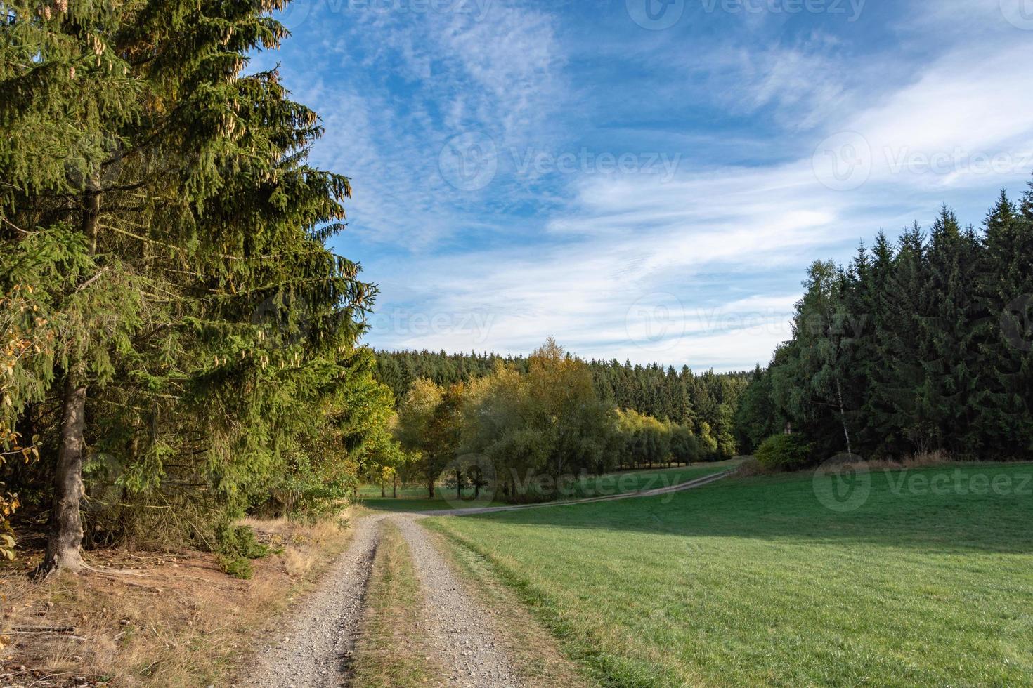 forest landscape in the autumn photo