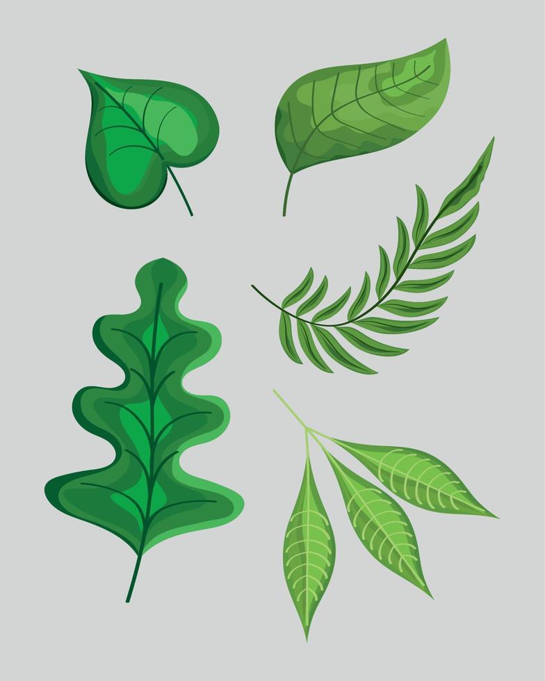 five leaves plants icons vector