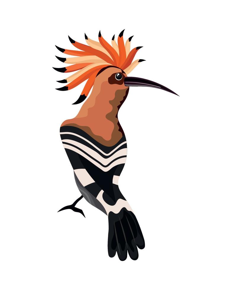 hoopoe exotic bird vector