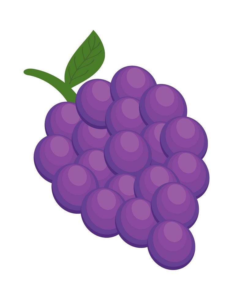 fresh grapes fruits vector