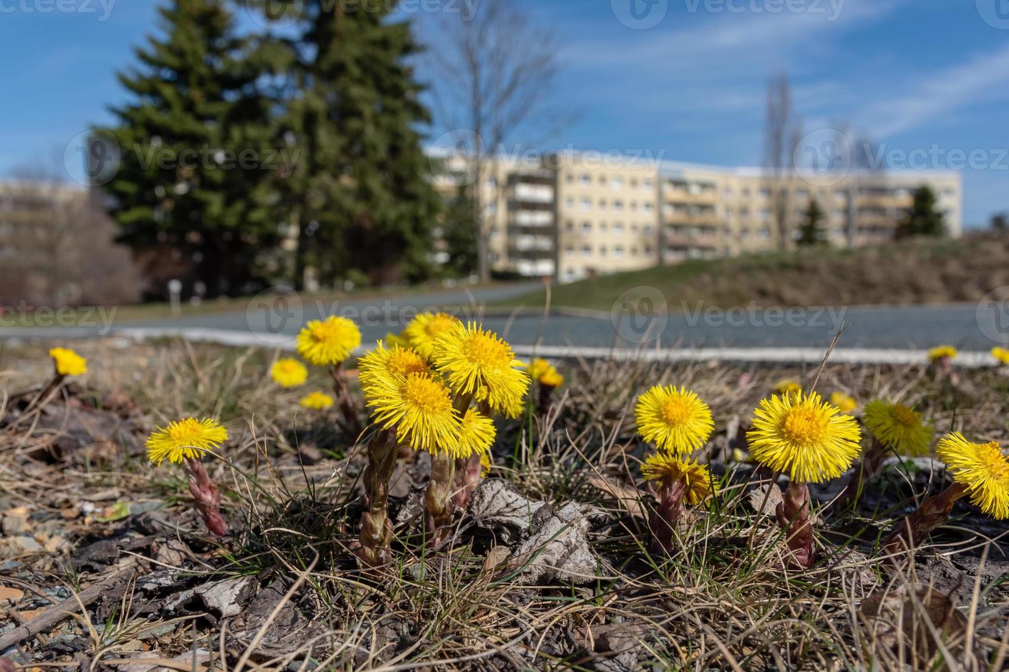 pequeñas flores amarillas que crecen en el parque en primavera foto