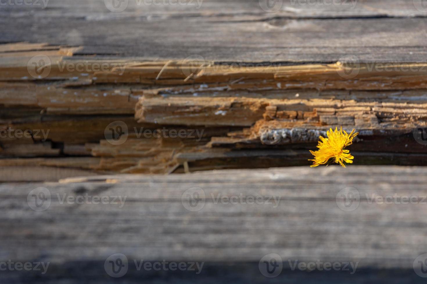 flor de diente de león entre una tabla de madera foto