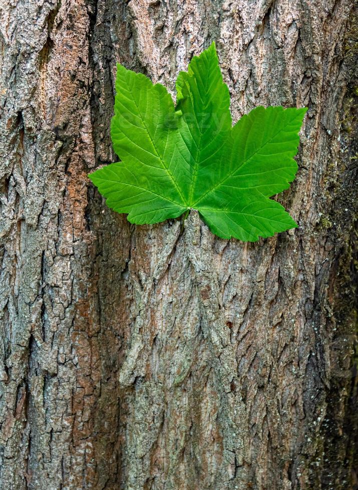 Single green maple leaf stuck on bark of tree photo