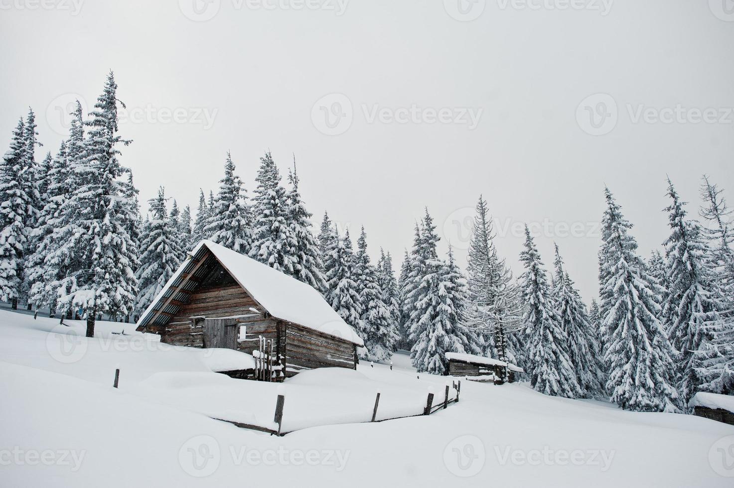 Wooden house at pine trees covered by snow on mountain Chomiak. Beautiful winter landscapes of Carpathian mountains, Ukraine. Frost nature. photo