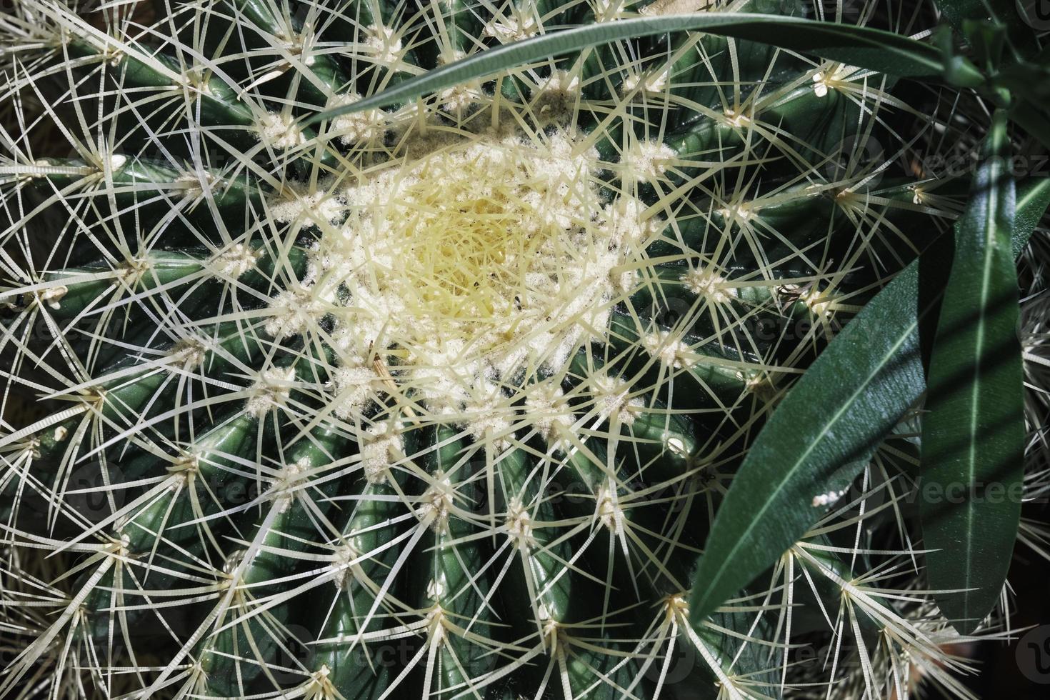 Green cactus with thorns and details close-up top view. photo