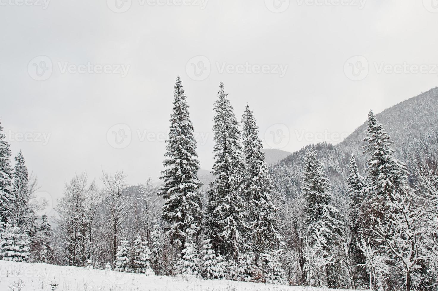 pinos cubiertos de nieve en las montañas de los Cárpatos. hermosos paisajes de invierno. naturaleza helada. foto