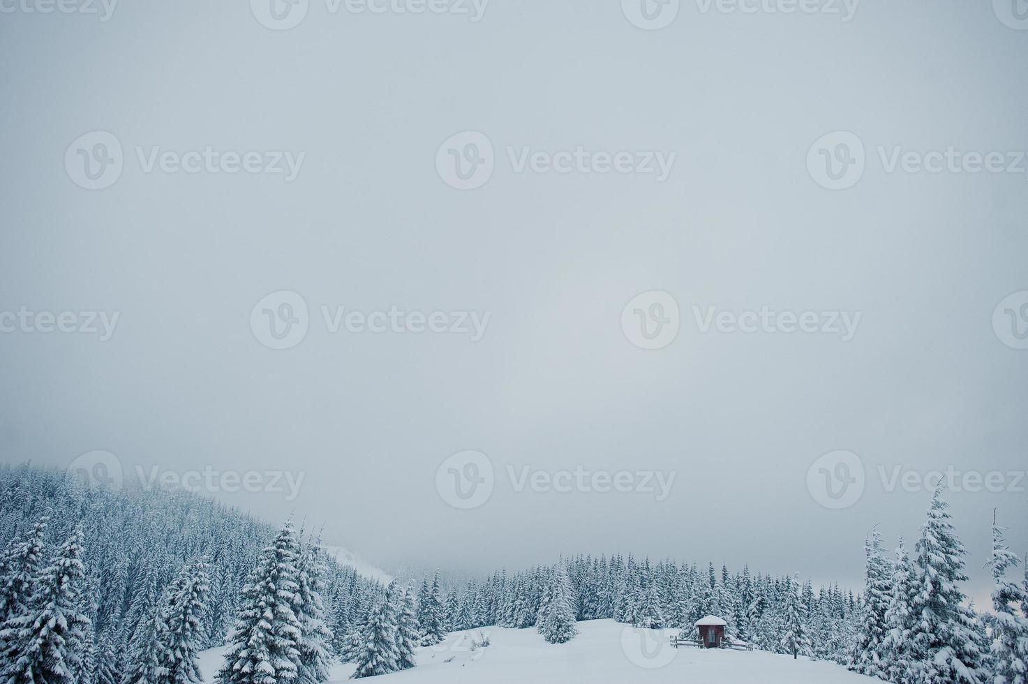 pinos cubiertos de nieve en la montaña chomiak. hermosos paisajes invernales de las montañas de los cárpatos, ucrania. majestuosa naturaleza helada. foto