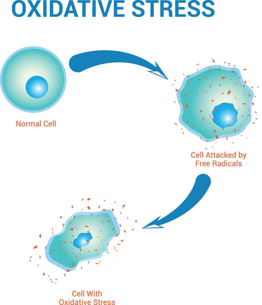 Oxidative stress diagram stock vector illustration design