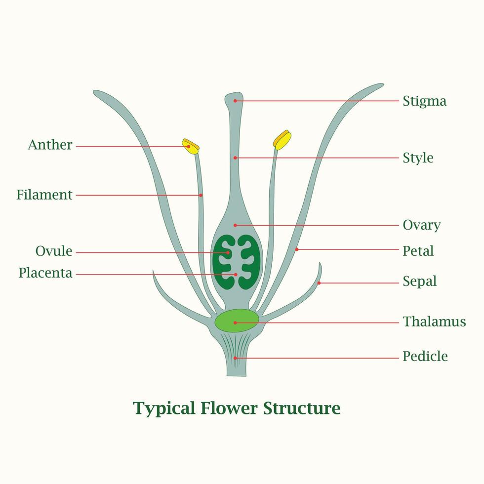 diseño de ilustración de estructura de flor típica vector