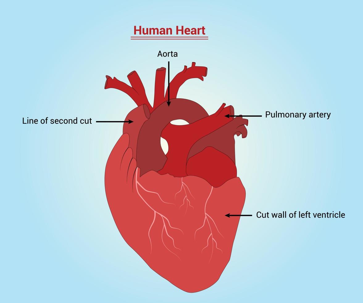 diseño de ilustración de vector de corazón humano