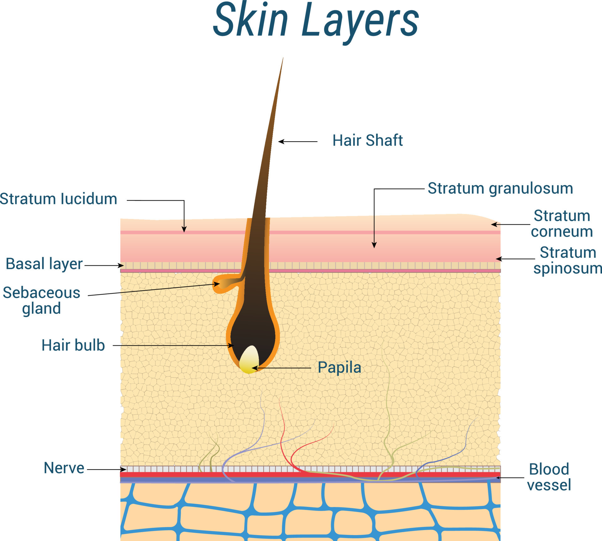 Skin Layers anatomy with the hair follicle. flat vector illustration  10489942 Vector Art at Vecteezy