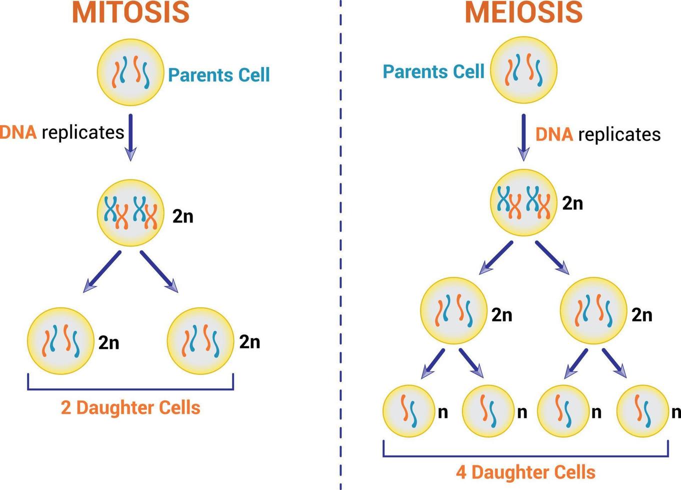 diferencias entre meiosis y mitosis símbolos coloridos. ilustración vectorial vector