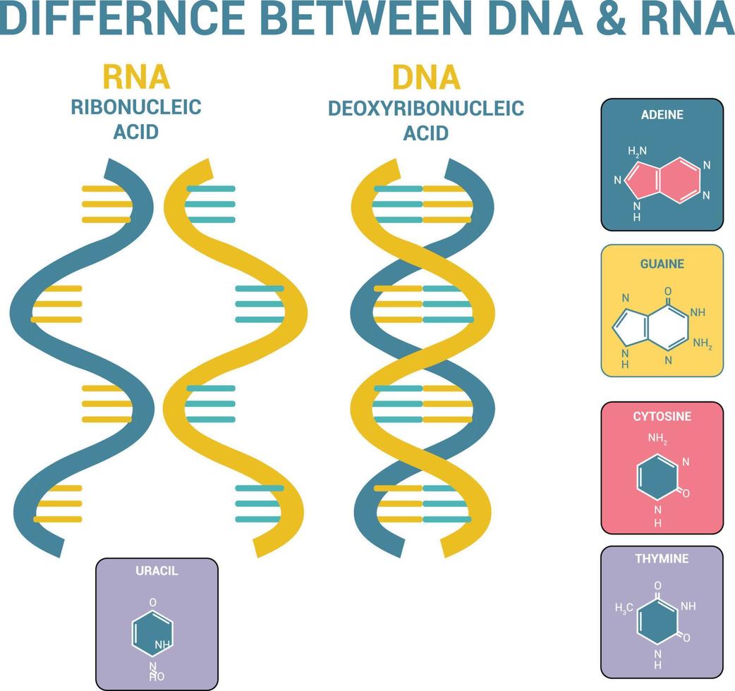 diferencia entre adn y rna vector icono científico espiral ilustración vectorial diferencias estructura del adn y arn