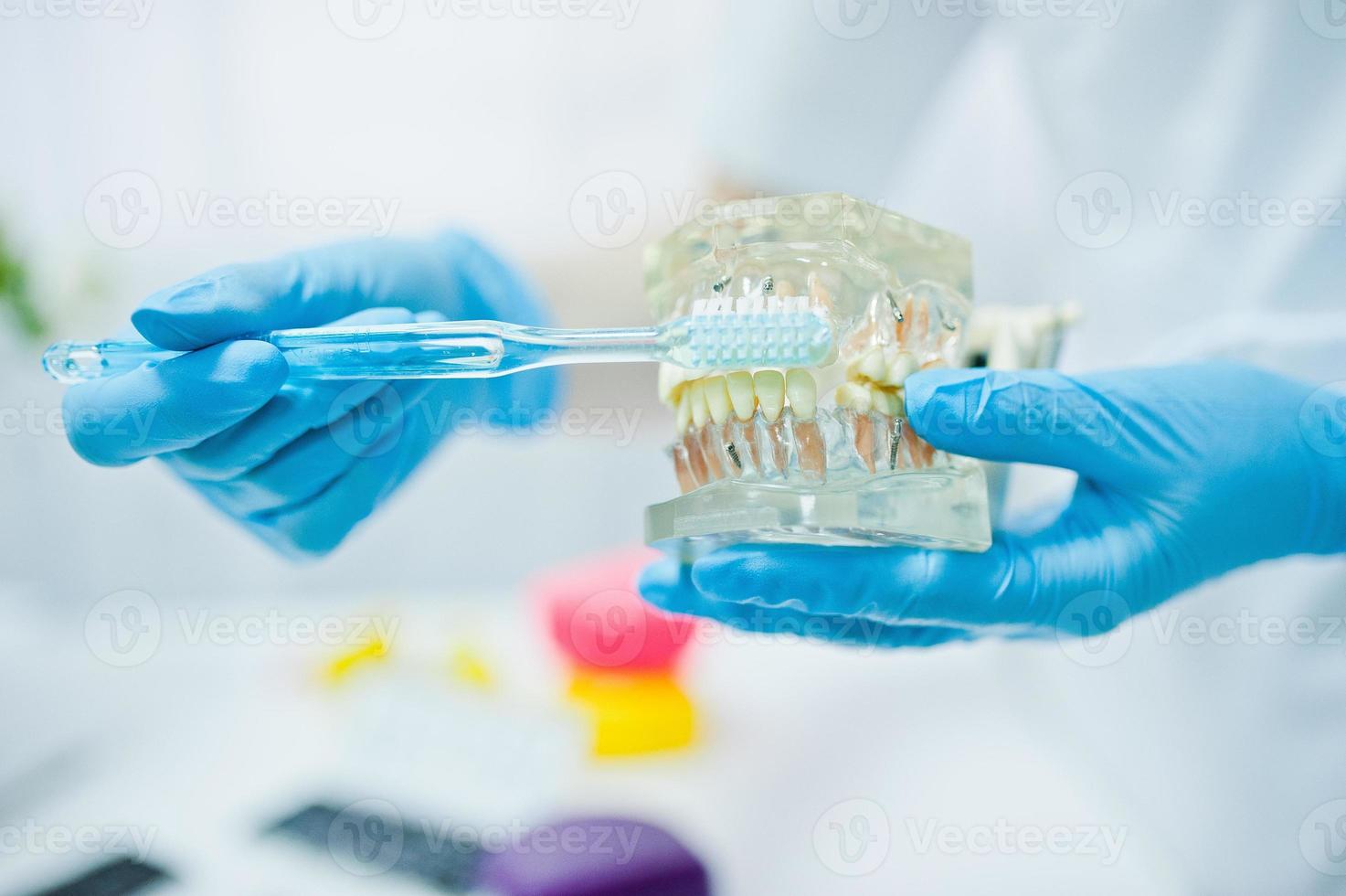 Tooth jaw at hands of dentist with toothbrush. photo