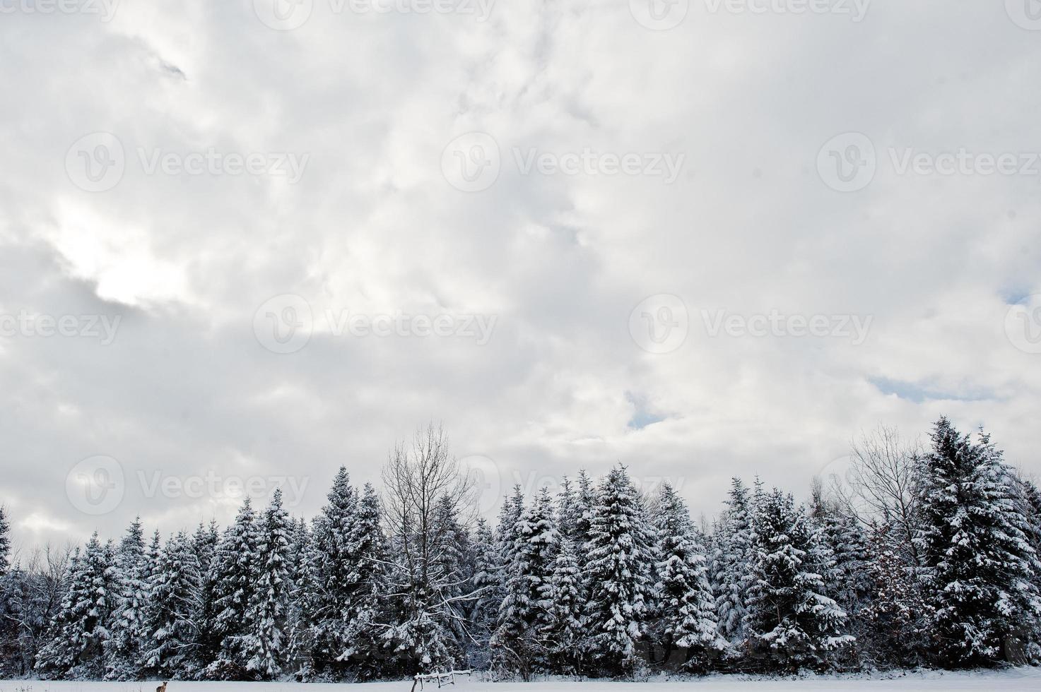 pinos cubiertos de nieve. hermosos paisajes de invierno. naturaleza helada. foto