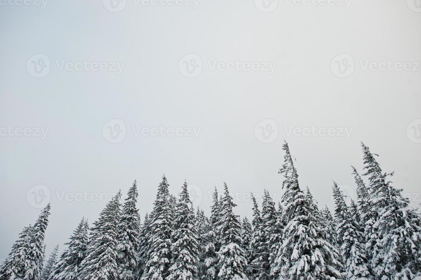 pinos cubiertos de nieve en la montaña chomiak. hermosos paisajes invernales de las montañas de los cárpatos, ucrania. naturaleza helada. foto