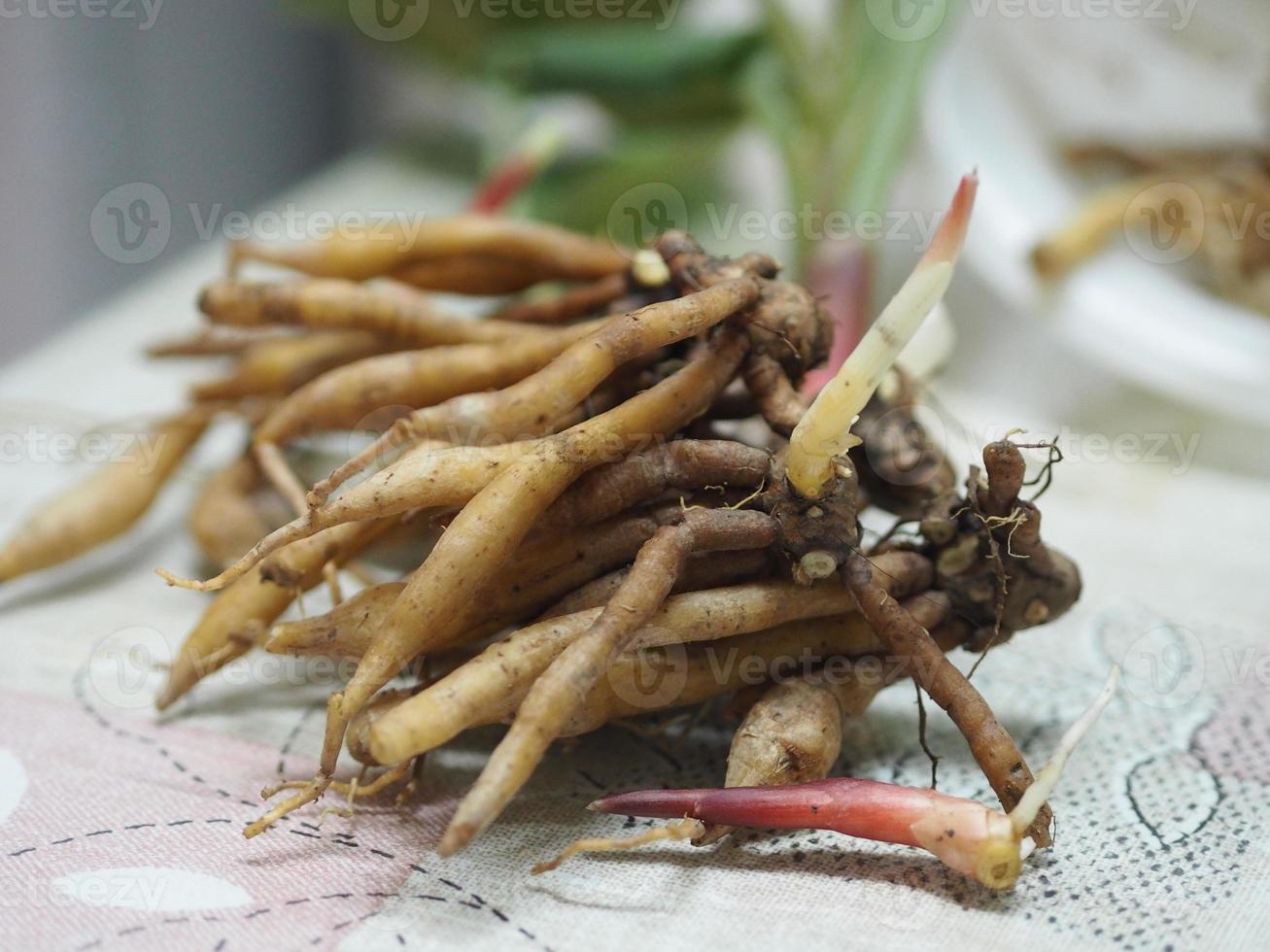 Boesenbergia rotunda Kaempferia cochinchinensis Gagnep, Curcuma rotunda, Boesenbergia pandurate Kaempferia ovata Roscoe, Kaempferia pandurata Roxb fresh, vegetable food Thai herb covid19 coronavirus photo