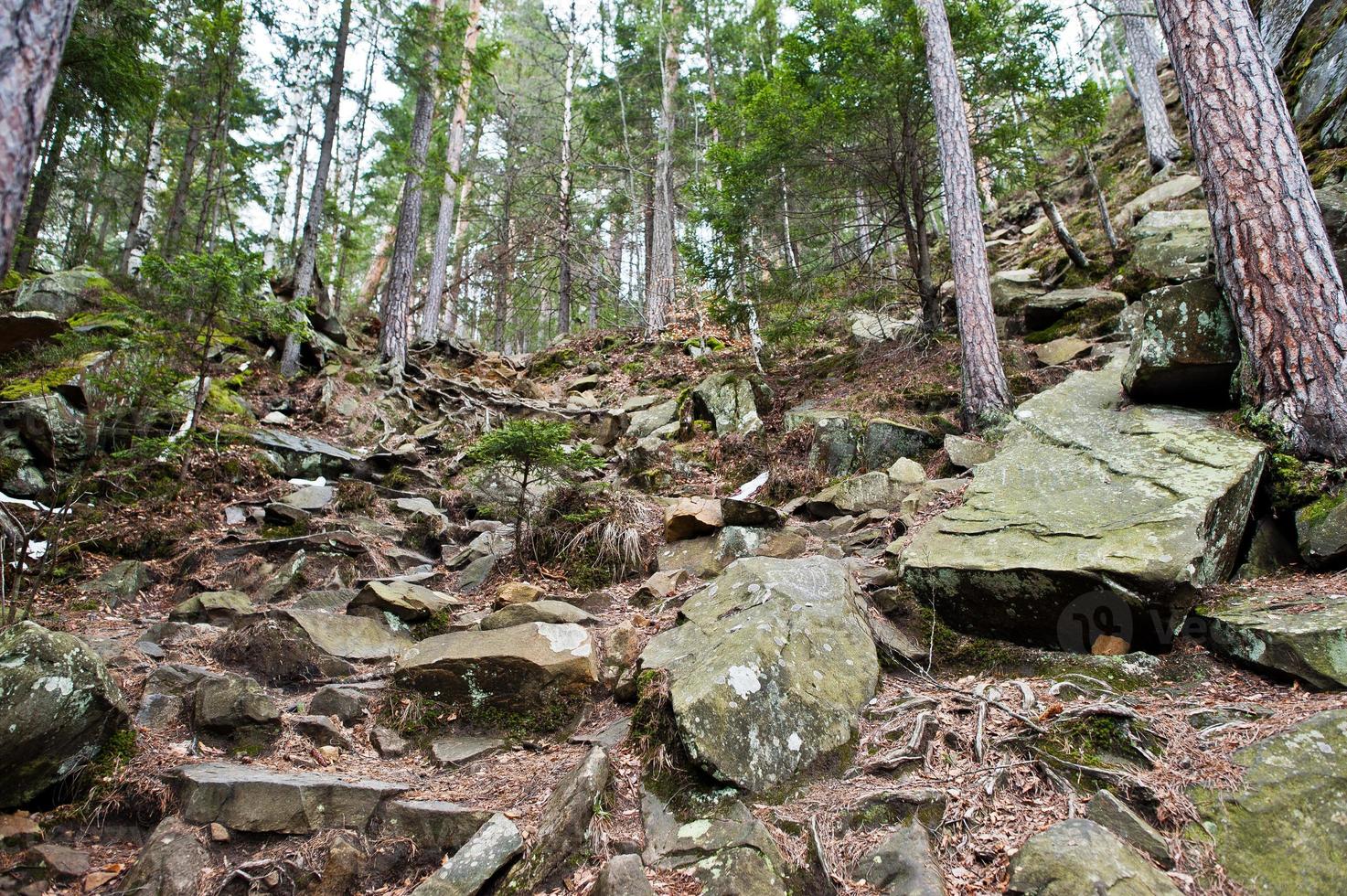 Dovbush rocks in green forest at Carpathian mountains. photo