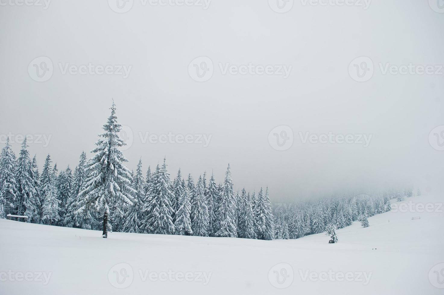 Pine trees covered by snow on mountain Chomiak. Beautiful winter landscapes of Carpathian mountains, Ukraine. Frost nature. photo