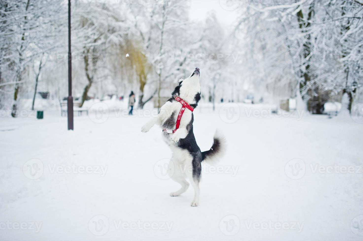 Husky dog on a leash walking at park on winter day. photo