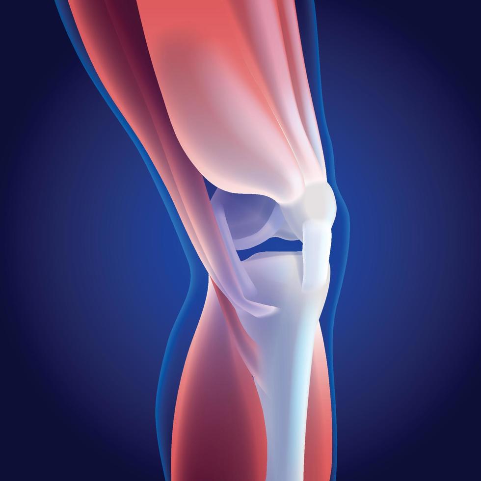 Ilustración 3d de los músculos del muslo y la pantorrilla conectados al hueso de la rodilla sobre fondo azul oscuro. vector
