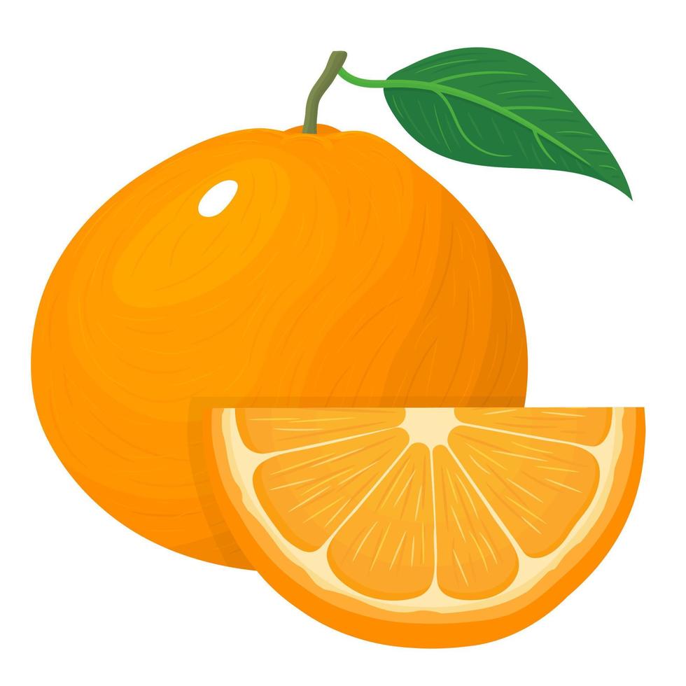 composición fresca y brillante de mandarina o mandarina entera y cortada exótica aislada en fondo blanco. frutas de verano para un estilo de vida saludable. fruta organica ilustración vectorial para cualquier diseño. vector