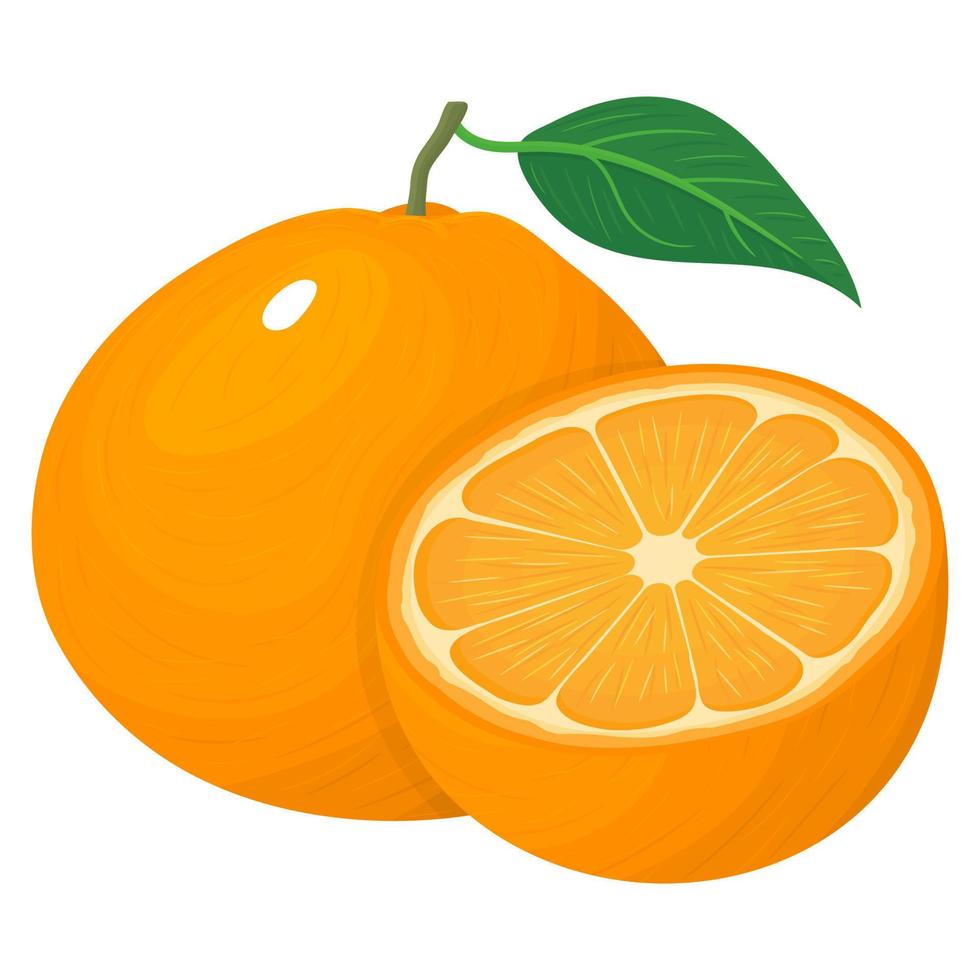 composición fresca y brillante de mandarina entera y mitad exótica o mandarina aislada sobre fondo blanco. frutas de verano para un estilo de vida saludable. fruta organica ilustración vectorial para cualquier diseño. vector