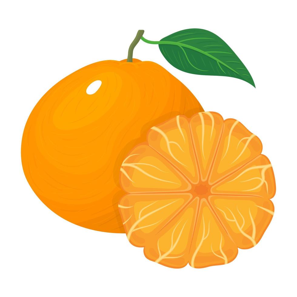 composición fresca y brillante de mandarina exótica entera y pelada o mandarina aislada en fondo blanco. frutas de verano para un estilo de vida saludable. fruta organica ilustración vectorial para cualquier diseño. vector