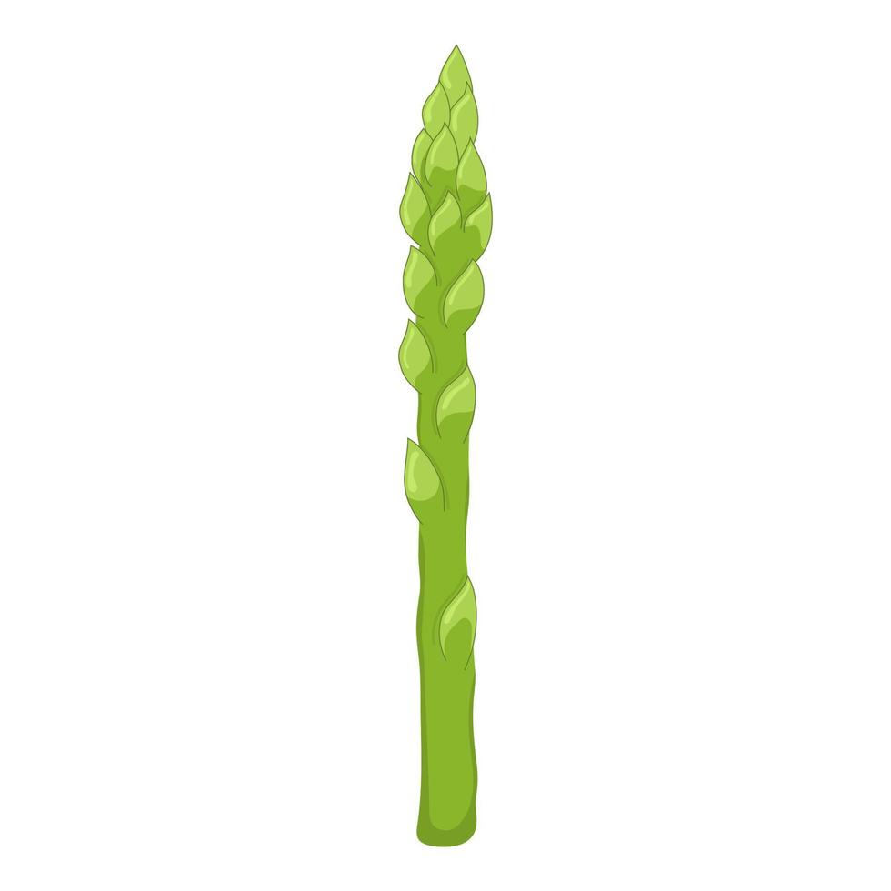 Fresh asparagus isolated on white background. Organic food. Cartoon style. Vector illustration for design.