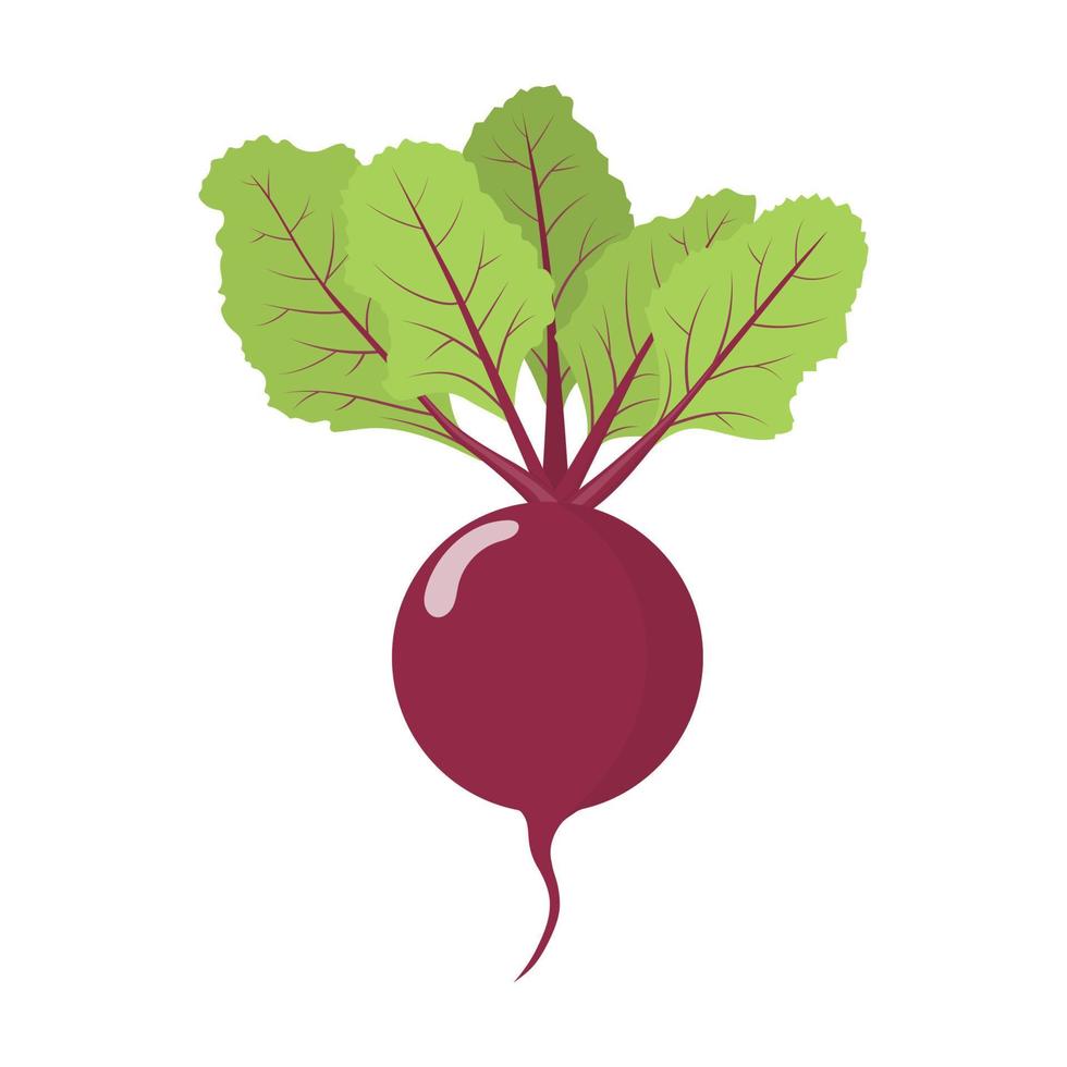 Fresh beet vegetable isolated on white background. Beet icon for market, recipe design. Organic food. Cartoon style. Clean and modern vector illustration for design.